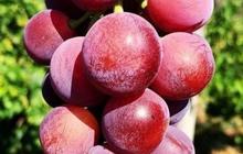 Cara Hilangkan Lapisan Lilin pada Buah Anggur Tanpa Perlu Dibilas Air