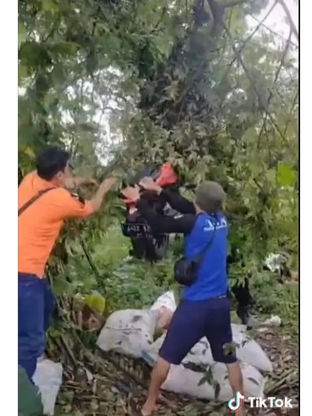 Alami Rem Blong, Motor Wisatawan Ini Nyangkut ke Atas Pohon Setinggi 3 Meter