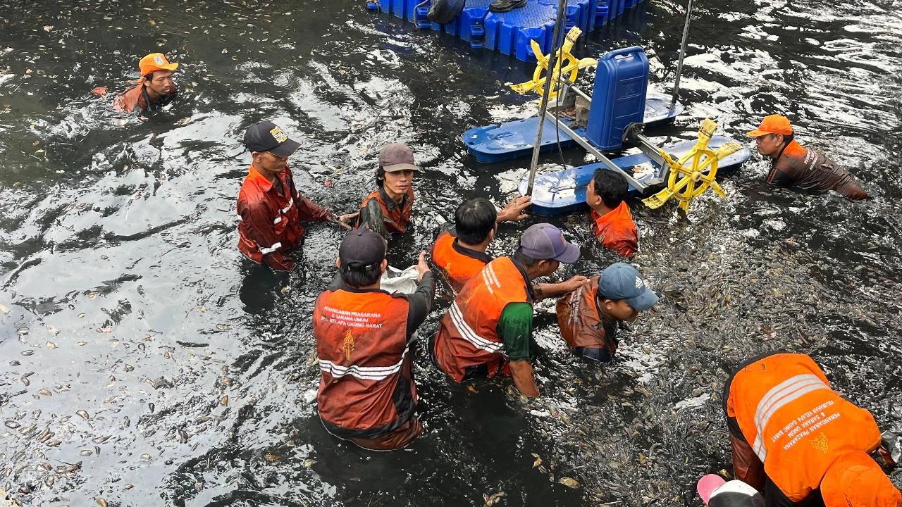 Operasi Serentak, 200 Kg Ikan Sapu-Sapu Ditangkap di Kelapa Gading Jakut