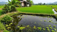 8 Jenis Ikan yang Cocok Dipelihara Dekat Sawah karena Pakan Alaminya Melimpah, Dijual Menguntungkan