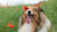 Cute long-haired dog breeds that you'll want to cuddle. (Photo: Kanashi/Unsplash)