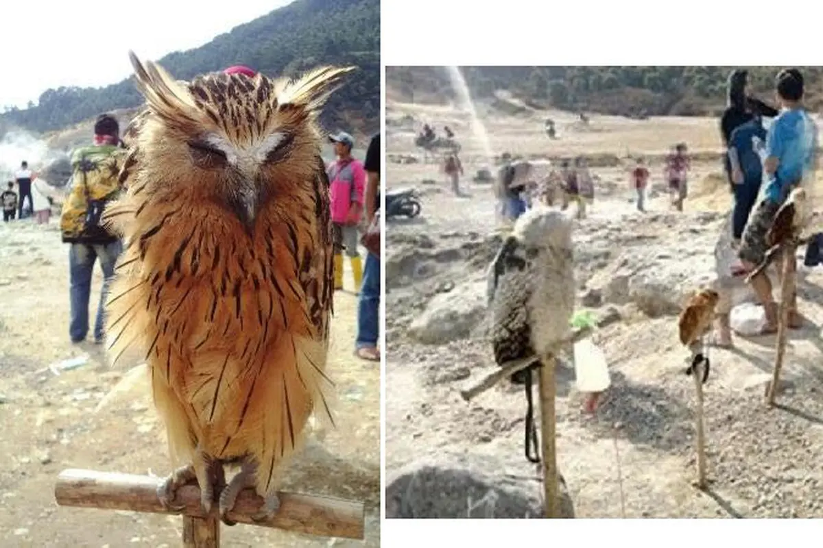 [Bintang] Burung hantu di Dieng