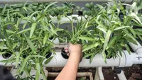 7 Cara Menanam Kangkung agar Tidak Pahit, Hasil Panen Dijamin Lezat