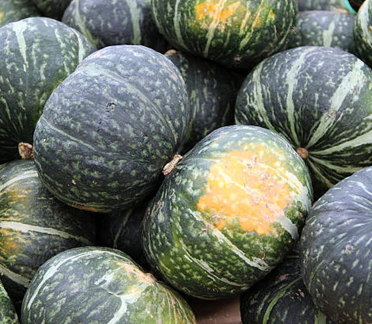 3 Jenis Labu yang Berbeda, Kenali Perbedaan Labu Parang, Kabocha, dan Butternut Pumpkin dan Resep Olahannya
