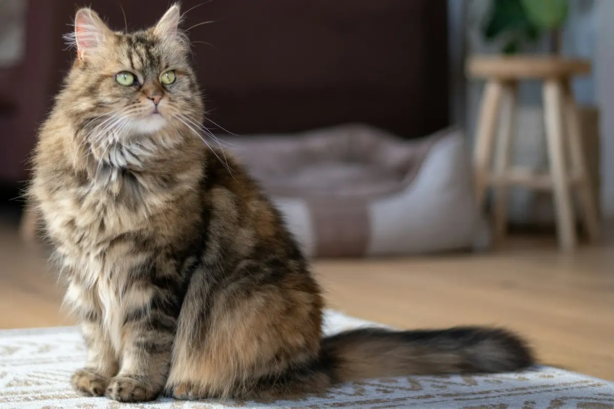 Maine Coon