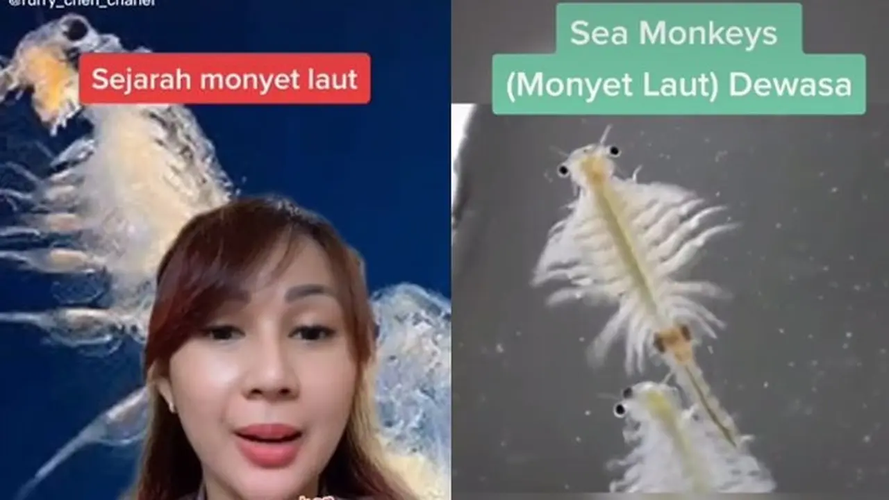 Viral di TikTok, Ini 6 Penampakan Monyet Laut Lengkap dengan Sejarah Penamaan