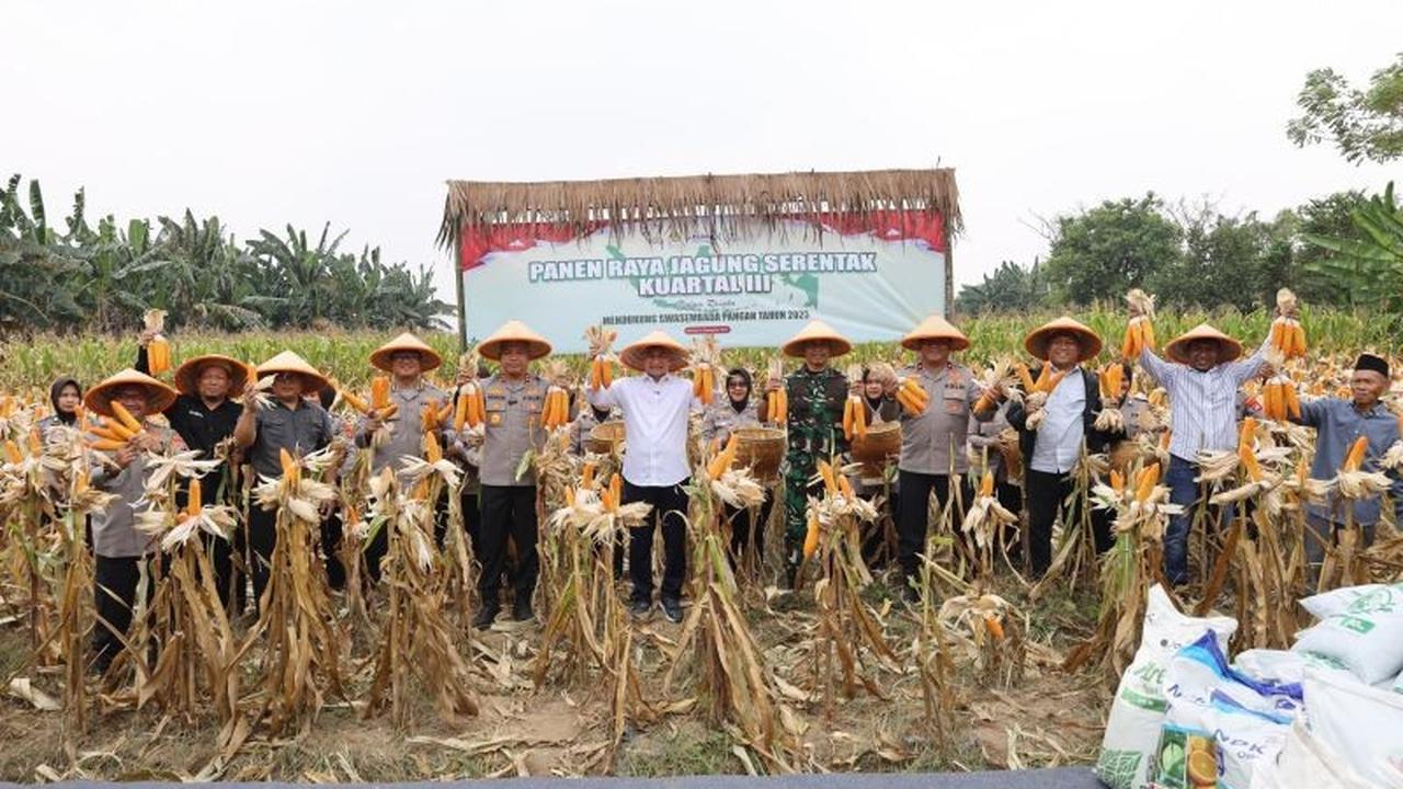 Fantastis! Petani Untung Puluhan Juta Rupiah, Polda Banten Sukses Panen Jagung 1.772 Hektare