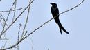 Seekor drongo hitam terlihat di cabang pohon dekat Danau Taudaha di pinggiran Kathmandu (18/1/2021). Ada banyak spesies ikan di danau ini. Ini terkenal dengan ikan mas besar. (AFP/Prakashh Mathema)