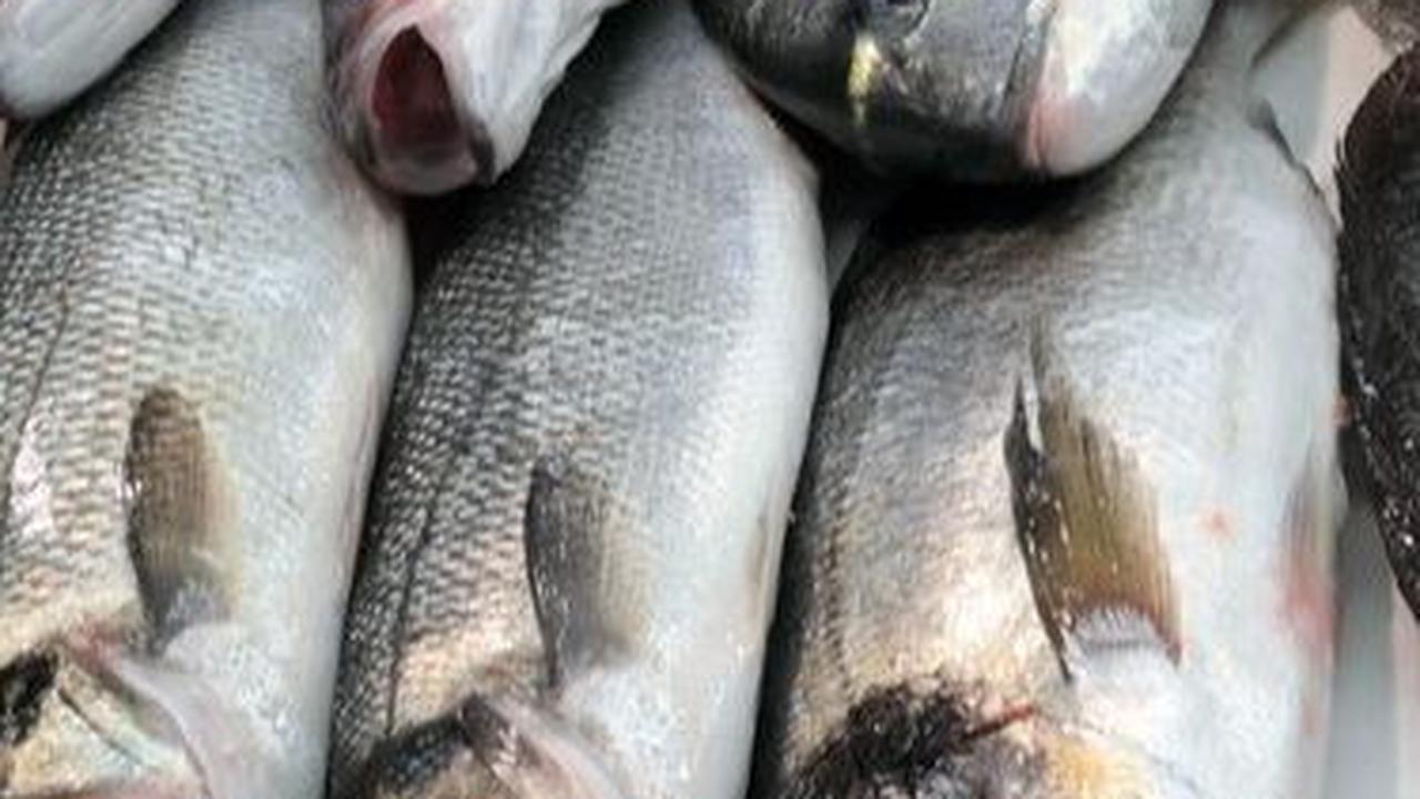 <b>Rekomendasi Ikan untuk Diet</b>