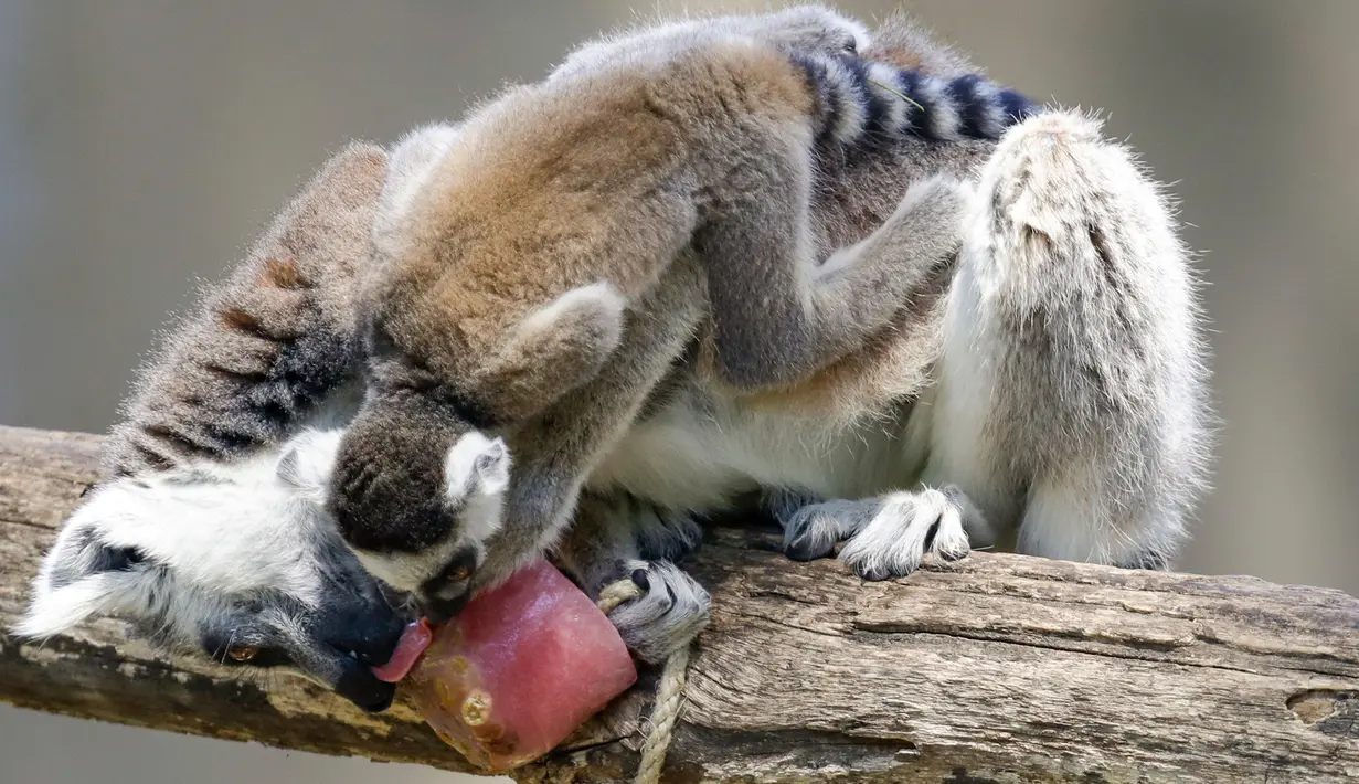 Lemur memakan es buah beku pada hari yang panas di kebun binatang Roma, Italia, Selasa (25/6/2019). Suhu tertinggi yang berkisar 37 sampai 40 derajat Celsius diperkirakan terjadi di wilayah Italia utara dan tengah. (AP Photo/Andrew Medichini)