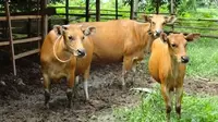 Sapi-sapi milik peternak di Kabupaten Sungai Hulu Utara ini terus didata agar bisa diikutkan asuransi untuk mencegah kerugian peternak. (fptp: Liputan6.com / diskominfo kab.SHU)