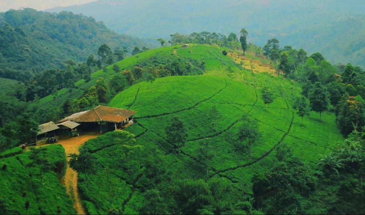 <b>Perkebunan Teh Cipasung</b><br>