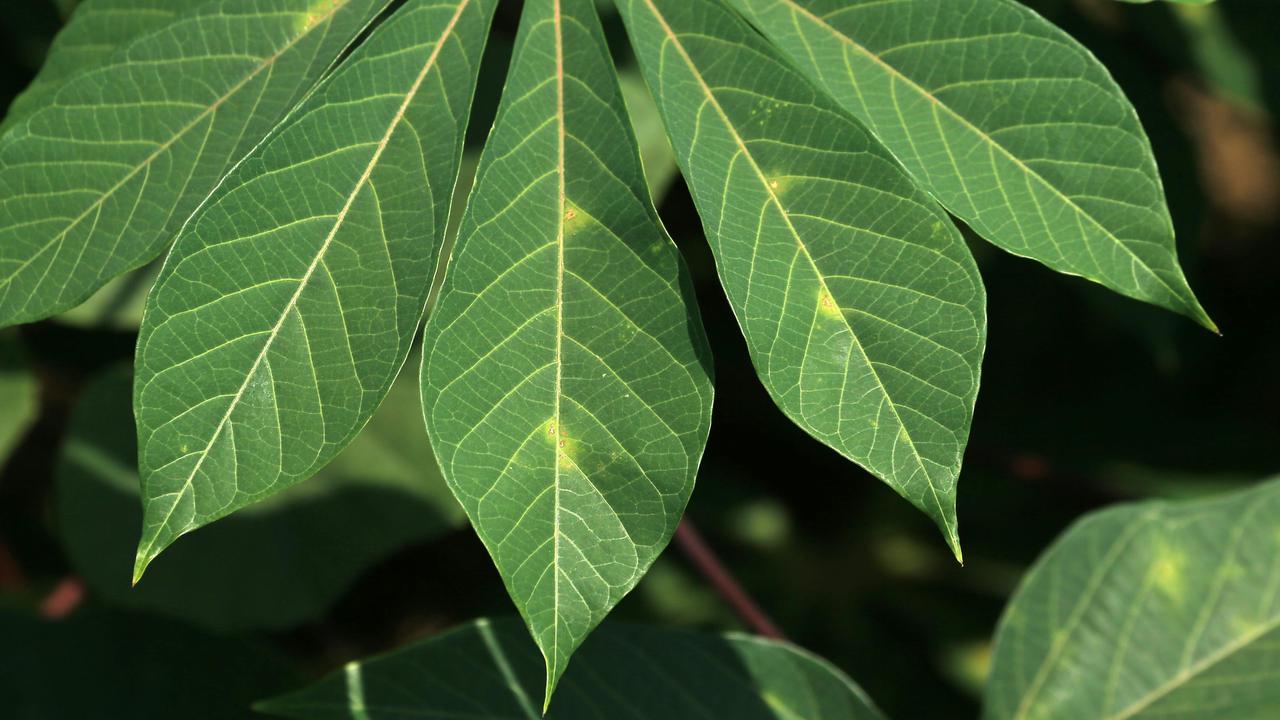 daun singkong