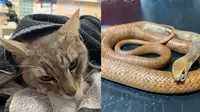 Kisah Kucing Selamatkan Majikan dari Serangan Ular Berbisa Ini Bikin Haru