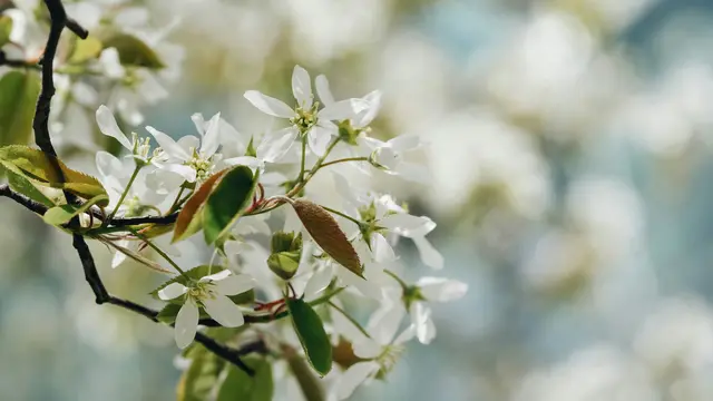Serviceberry (Amelanchier)