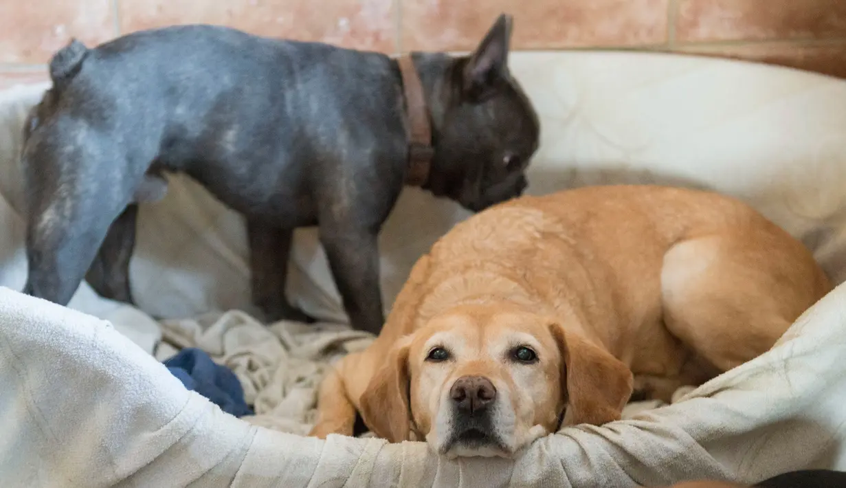 Dua ekor anjing beristirahat setelah jalan-jalan pagi di Dog Hotel Paradiso, Ludwigsburg, Jerman, 13 Oktober. Para pemilik bisa menitipkan peliharaannya di hotel anjing ini saat mereka berpergian atau untuk waktu yang lama. (THOMAS KIENZLE/AFP)
