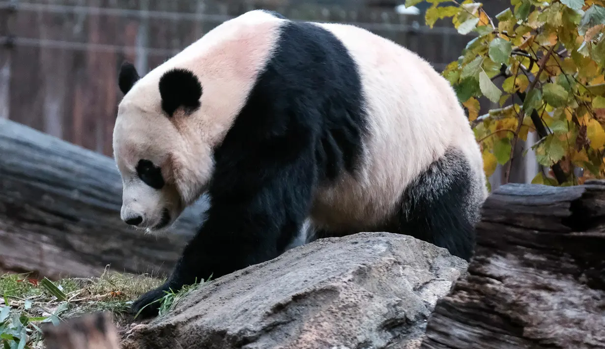 Panda raksasa Bei Bei memakan bambu sebelum kembali ke China, di Kebun Binatang Nasional Smithsonian, Washington DC, Selasa (19/11/2019). Disebutkan bahwa semua panda yang lahir di Kebun Binatang itu dan sudah berumur 4 tahun diharuskan tinggal di China. (AP/Michael A. McCoy)