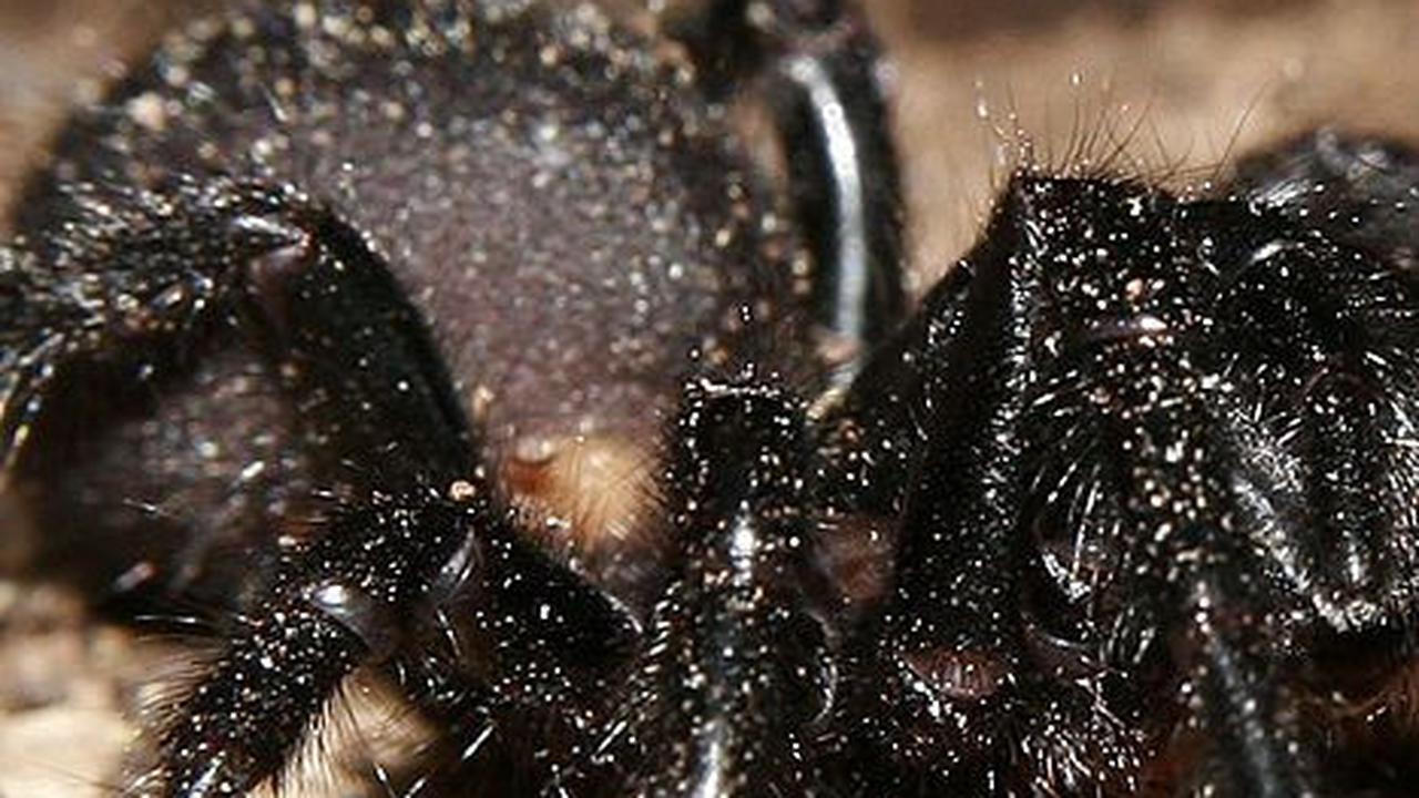 2. Laba-laba Berbisa Mematikan<br>