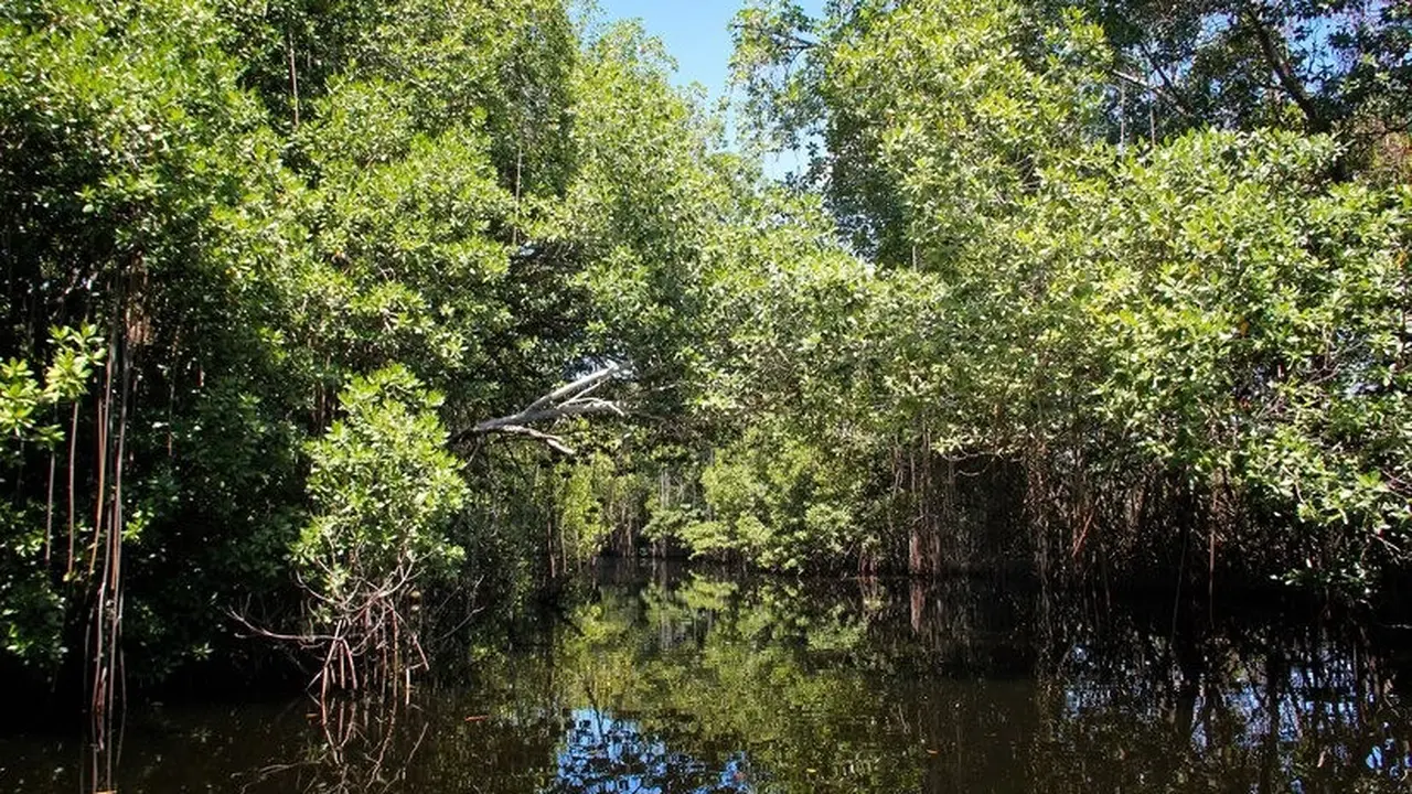 Hutan Mangrove Magepanda (Foto/Sumber: Freepik)