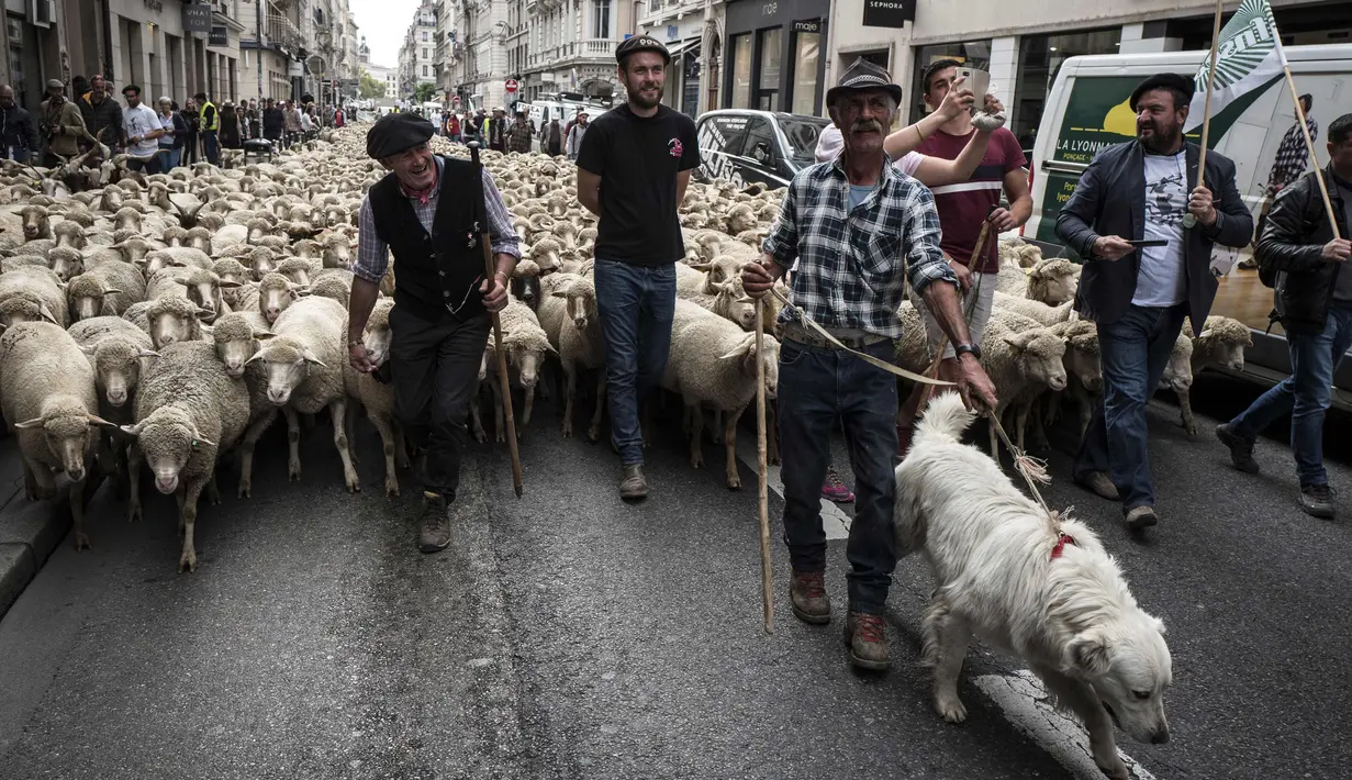 Para peternak bersama ratusan domba saat unjuk rasa menentang kebijakan 'Plan Loup' di Kota Lyon, Prancis, (9/10). Menurut peternak, kebijakan pemerintah tersebut hanya merugikan para peternak. (AFP Photo/Jean-Philippe Ksiazek)