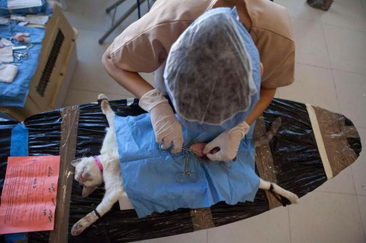 Ribuan kucing &amp; anjing diberi vaksin rabies