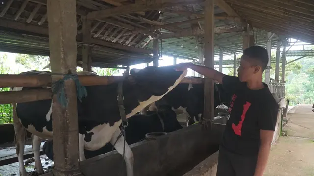 Pengusaha Pakan Ternak di Ponorogo Buktikan KUR BRI Bisa Membuat Usaha Berkembang