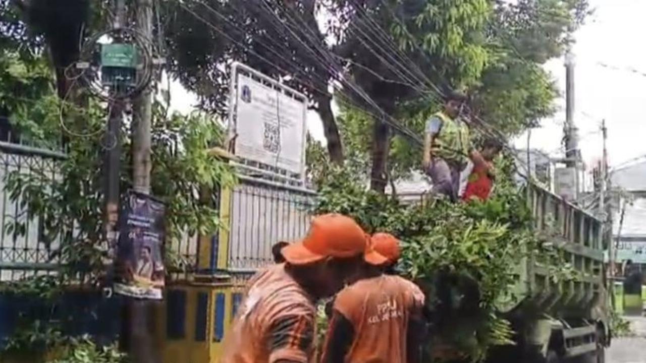 Pemangkasan Pohon Nangka di Grogol Petamburan, Sudin Tamhut Jakbar Cegah Korsleting Listrik