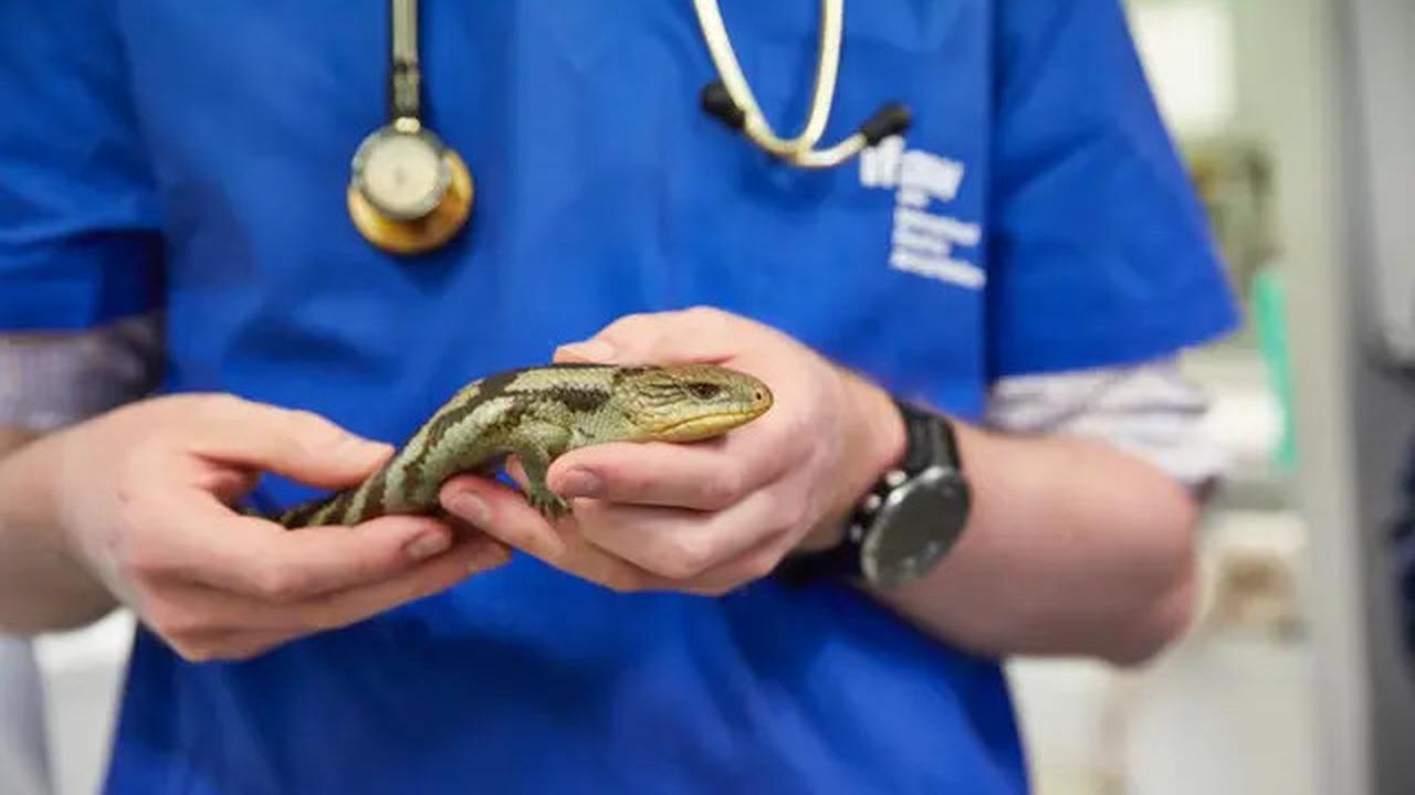 Pria Thailand Selamatkan Kucing Kesetrum dengan CPR