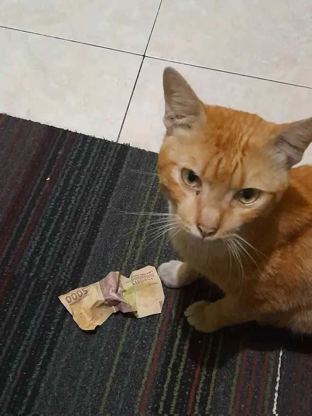 6 Tingkah Kucing Bawa Duit Majikan Ini Bikin Tepuk Jidat, Usil Banget