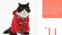 Tak hanya manusia, kini seekor kucingpun dapat menjadi model kalender.