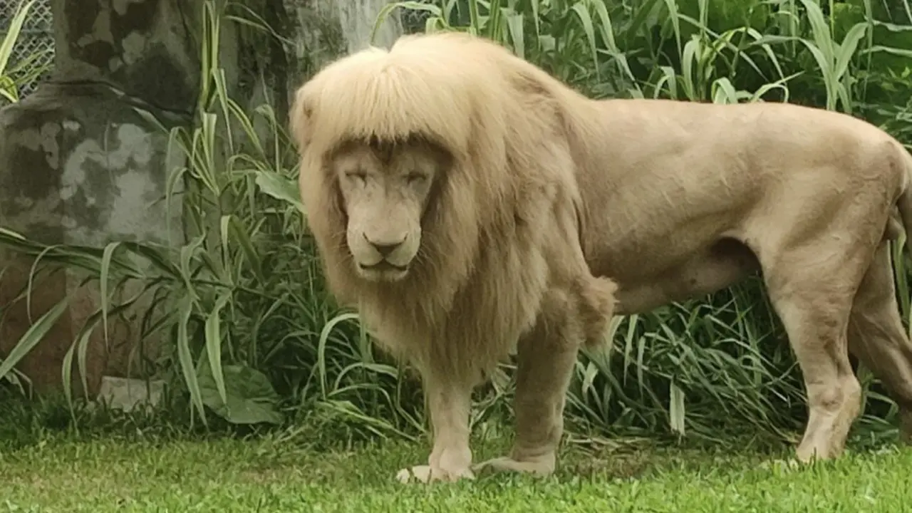 Singa