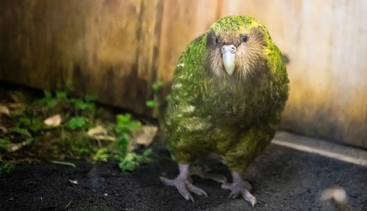 Burung Kakapo bernama Sirocco dipamerkan di cagar alam Orokonui Ecosanctuary di Dunedin, Selandia Baru, 13 September 2018. Forest and Bird mengumumkan Kakapo sebagai Burung Selandia Baru Terbaik Tahun Ini di Dunedin pada Senin (16/11/2020). (Xinhua/Yang Liu)