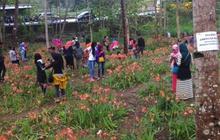 Sukadi butuh biaya perbaikan kebun Amarilis yang rusak terinjak