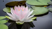 Ilustrasi bunga lotus. (Sumber: Unsplash.com)