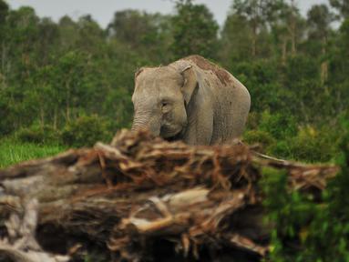 Seekor Gajah Sumatera (Elephas maximus sumatranus) yang didatangkan dari Pusat Latihan Gajah (PLG) Padang Sugihan mencari makan di Sebokor, Ogan Komering Ilir (OKI), Sumatra Selatan, Jumat (25/3). (Liputan6.com/Gempur M Surya)