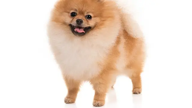 Anjing Pomeranian.