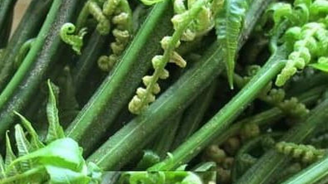 Dengan mengetahui cara memilih dan mengolah pakis sayur yang benar, Anda bisa menikmati sayuran ini dengan aman dan mendapatkan semua manfaat gizinya.