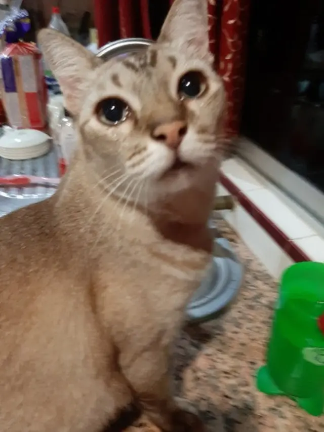kucing menangis