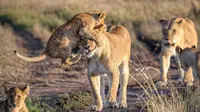 Singa yang melompat ke kepala ibunya, Masai Mara, Kenya, Afrika. | via: travel.nationalgeographic.com