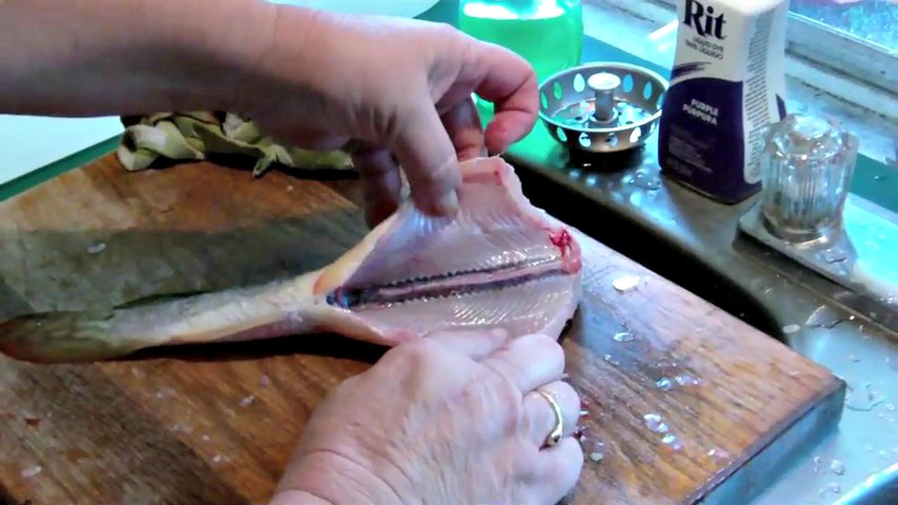 Ikan Mati Tapi Tetap Hidup