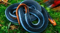 Blue coral snake atau ular cabai besar (saveourgreen.org)