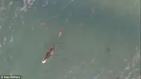 Video berdurasi satu menit empat belas detik itu memperlihatkan sekelompok hiu menguntit buaya, mencoba mencuri mangsanya (Daily Mail). 
