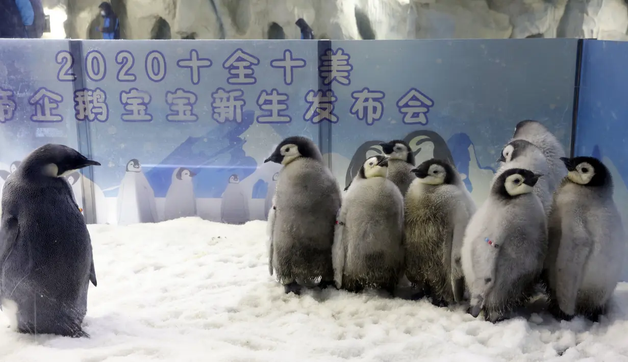 Kawanan bayi penguin kaisar terlihat di taman hiburan Chimelong Ocean Kingdom yang berada di Zhuhai, Provinsi Guangdong, China pada 8 November 2020. Dalam lima tahun terakhir, total 36 penguin kaisar lahir di Chimelong Ocean Kingdom. (Xinhua/Huang Guobao)