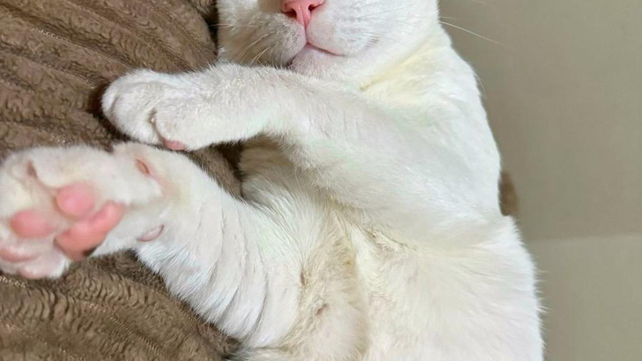 8 Potret Imut Bobby Kertanegara, Disebut Tuan Muda karena Punya Kamar Sendiri di Istana Negara
