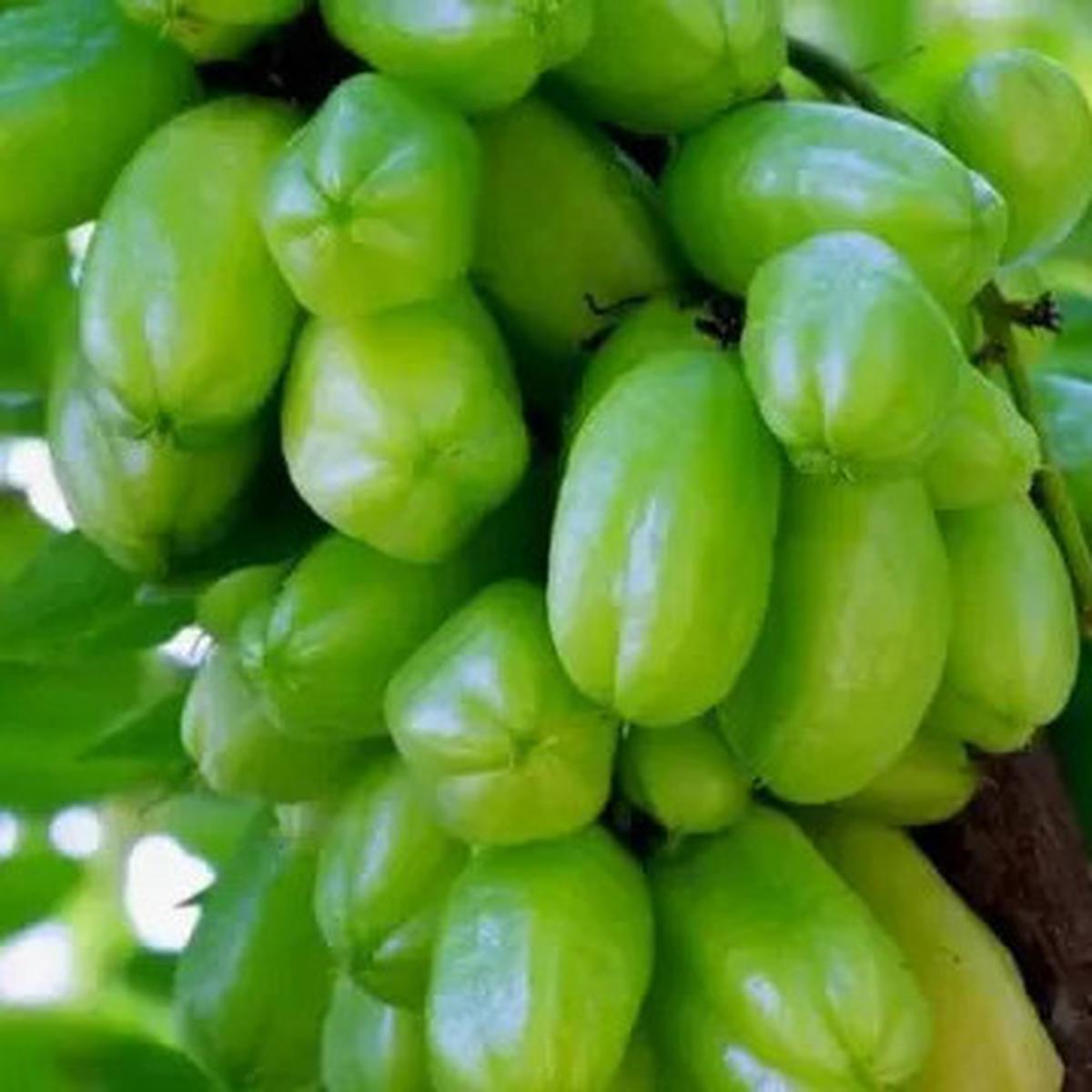 Manfaat Belimbing Wuluh, Rahasia Buah Asam Penurun Kolesterol