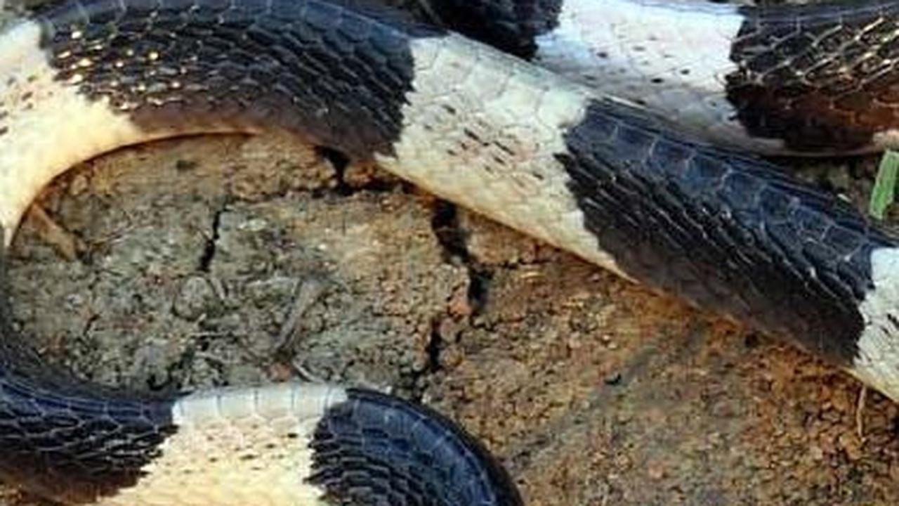 <b>8. Ular Weling (Bungarus Candidus)</b>