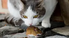 Seekor kucing bermain dengan tikus di peternakan Sehnde, Hanover, Jerman, Sabtu (20/12/2014). (AFP Photo/Julian Stratenschulte)