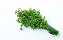 Mengenal Pakis Sayur, Cara Memilih dan Memasak yang Aman dan Lezat