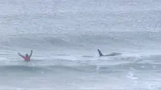 Pada potongan video memperlihatkan paus pembunuh (orca) melewati peselancar Afsel, Shanon Ainsle di tengah kejuaraan selancar di Unstad, Norwegia, Sabtu (23/9). Paus pembunuh itu berenang dekat para peselancar beraktivitas. (HO/LOFOTEN MASTERS 2017/AFP)