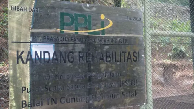 Harapan Baru Elang Jawa yang Terancam Punah